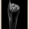 Rembrandt Tulip Plakat (21x29.7 cm (A4))