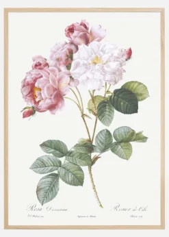 Rosa Damascena Plakat (21x29.7 cm (A4))