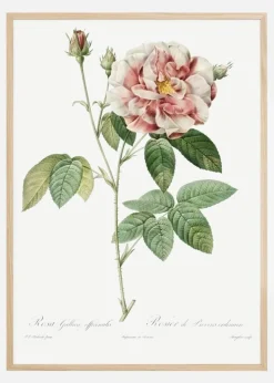 Rose Plakat (21x29.7 cm (A4))