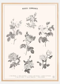 Roses Plakat (21x29.7 cm (A4))
