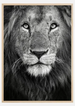 Royal Lion portrait Plakat (21x29.7 cm (A4))