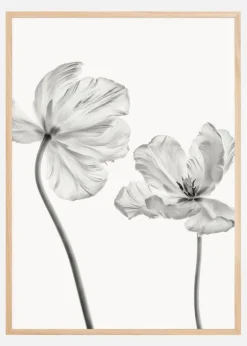 Same tulip front and backview Plakat (21x29.7 cm (A4))