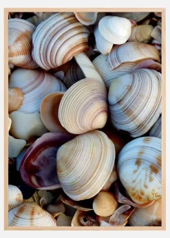 Shells Plakat (21x29.7 cm (A4))