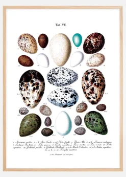 Skole - Fugleæg Plakat (21x29.7 cm (A4))