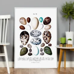 Skole - Fugleæg Plakat (21x29.7 cm (A4))