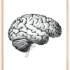 Skole - Hjernens dele Plakat (21x29.7 cm (A4))