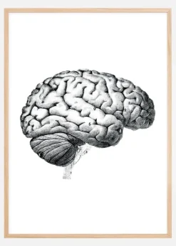 Skole - Hjernens dele Plakat (21x29.7 cm (A4))