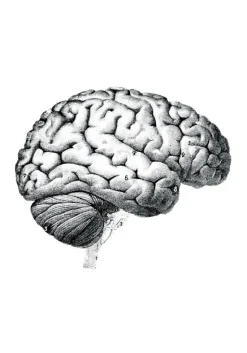 Skole - Hjernens dele Plakat (21x29.7 cm (A4))