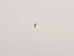 Skrue og plug til betonvæg - 5-pack (40x8 mmk)