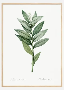 Smilacina Stellata Plakat (21x29.7 cm (A4))