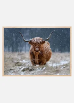 Snowy Highland cow Plakat (21x29.7 cm (A4))