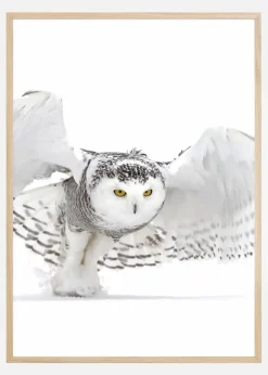 Snowy Owl Jazz Wings Plakat (21x29.7 cm (A4))