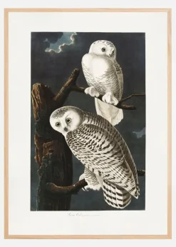 Snowy Owl From Birds of America (1827) Plakat (21x29.7 cm (A4))