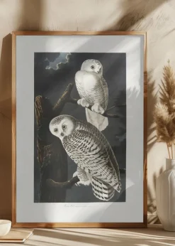 Snowy Owl From Birds of America (1827) Plakat (21x29.7 cm (A4))