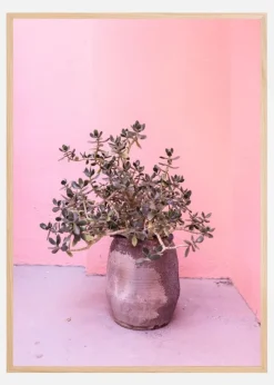Spanish Rustic Succulent Plakat (21x29.7 cm (A4))