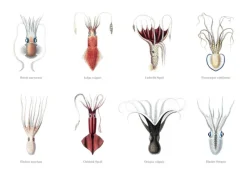 Squids Plakat (21x29.7 cm (A4))