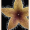 Stapelia grandiflora Plakat (21x29.7 cm (A4))