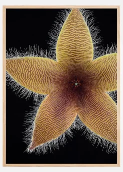 Stapelia grandiflora Plakat (21x29.7 cm (A4))