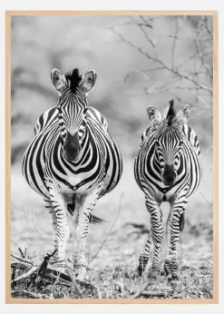 Striped Horse Front On Plakat (21x29.7 cm (A4))