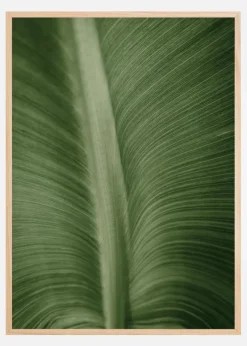 Structure Of Leaves Plakat (21x29.7 cm (A4))