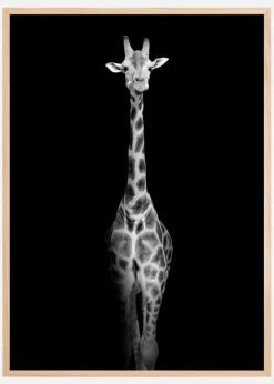 Stunning giraffe Plakat (21x29.7 cm (A4))