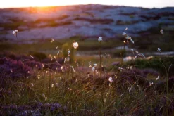 Summer evening on the rocks Plakat (21x29.7 cm (A4))