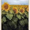 Sunflowers Plakat (21x29.7 cm (A4))