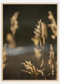 Sunshine On The Fields Plakat (21x29.7 cm (A4))