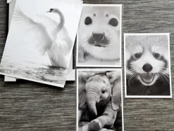 Swan Plakat (21x29.7 cm (A4))