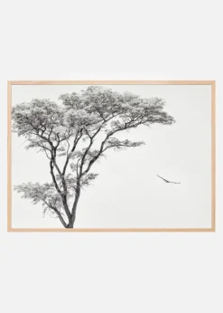 The African eagle Plakat (21x29.7 cm (A4))