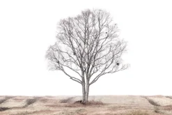 The lonely tree Plakat (21x29.7 cm (A4))