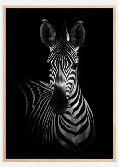 The Zebra Plakat (21x29.7 cm (A4))