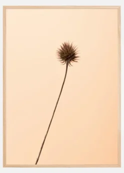 Thistle Peach Plakat (21x29.7 cm (A4))
