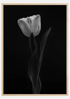 Tulip Plakat (21x29.7 cm (A4))
