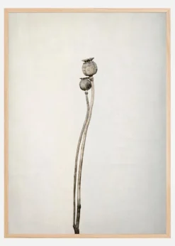 Two Old Poppies Plakat (21x29.7 cm (A4))