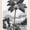 Vintage Palm Tree Drawing I Plakat (21x29.7 cm (A4))