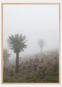 Walia Ibex Into A Gelada Troop Plakat (21x29.7 cm (A4))