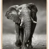 Walking Elephant Plakat (21x29.7 cm (A4))