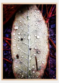 Water On Leaf Plakat (21x29.7 cm (A4))