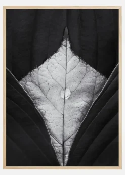 Waterdrop Leaves Plakat (21x29.7 cm (A4))