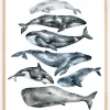 Whales Plakat (21x29.7 cm (A4))