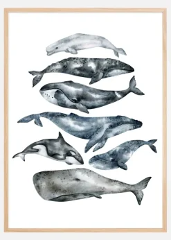 Whales Plakat (21x29.7 cm (A4))