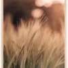 Wheat Fields I Plakat (21x29.7 cm (A4))