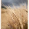 Wheat Plakat (21x29.7 cm (A4))