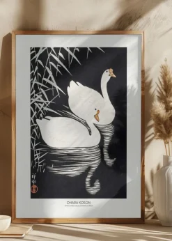 White Chinese Geese Swimming by Reeds Plakat (21x29.7 cm (A4))