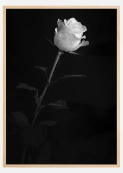 White rose Plakat (21x29.7 cm (A4))