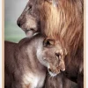 Wild Lion Love Plakat (21x29.7 cm (A4))