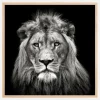 Young Male Lion Plakat (30x30 cm)