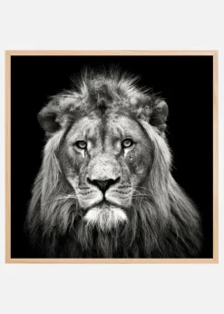 Young Male Lion Plakat (30x30 cm)
