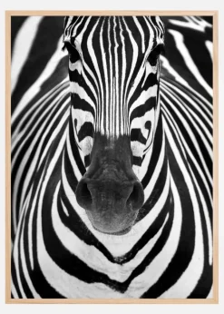 Zebra Plakat (21x29.7 cm (A4))